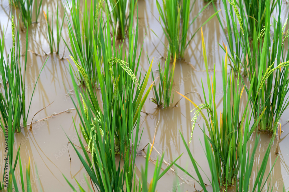 Obraz premium Background of green rice field