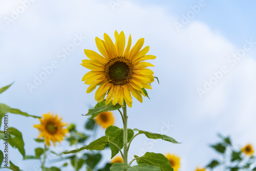 Sunflowers blooming in the flower field