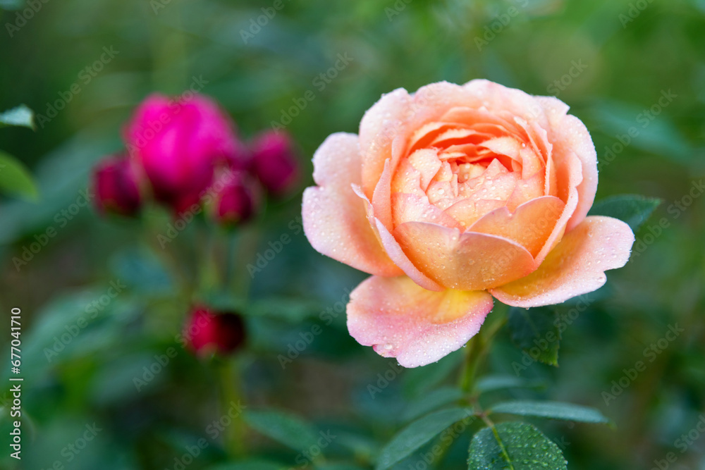 Orange and red rose flowers blooming in the garden Orange and red rose flowers blooming in the garden