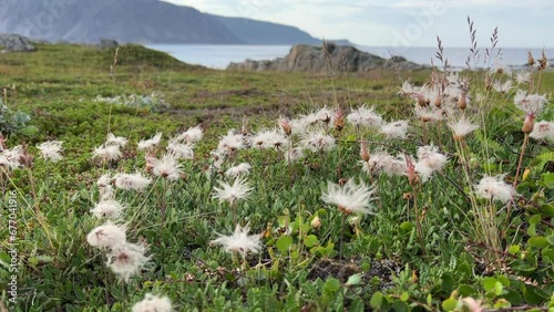 Mountain Avens (White Dryad) on a Meadow by the Shore of the Barents Sea on a Windy Late Summer Day photo