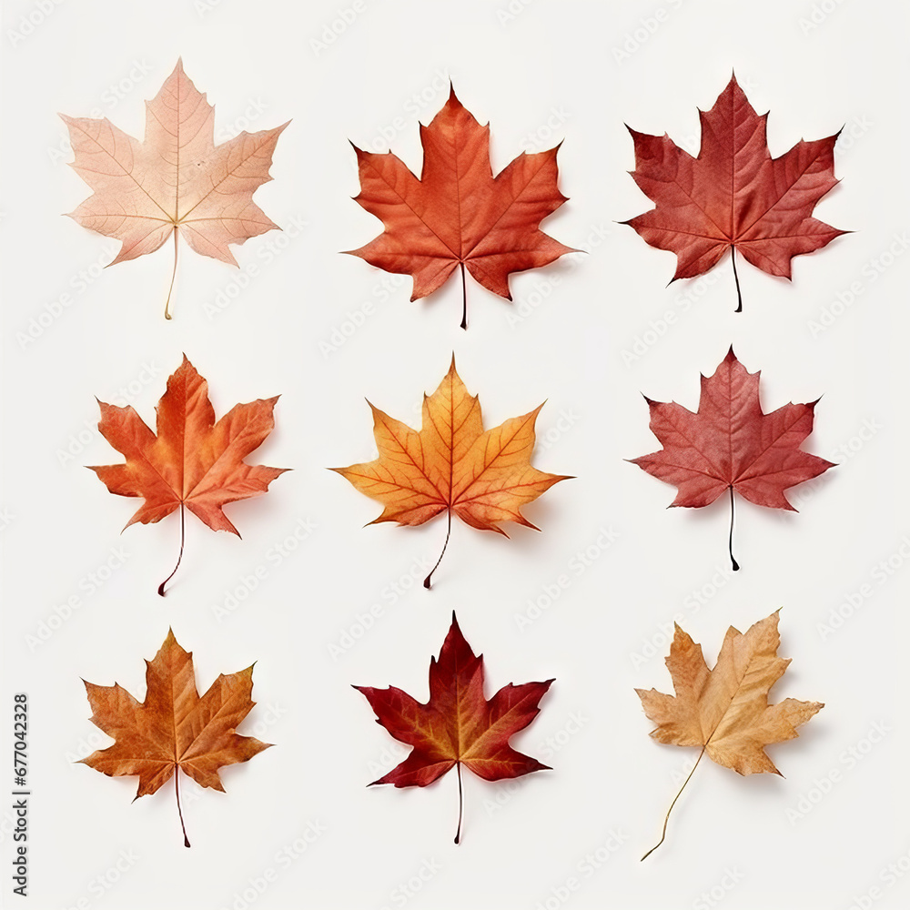 realistic maple leaf clipart template pattern