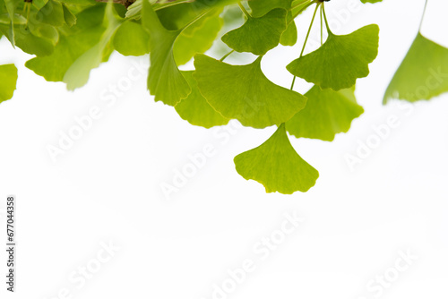 Background of ginkgo tree leaves