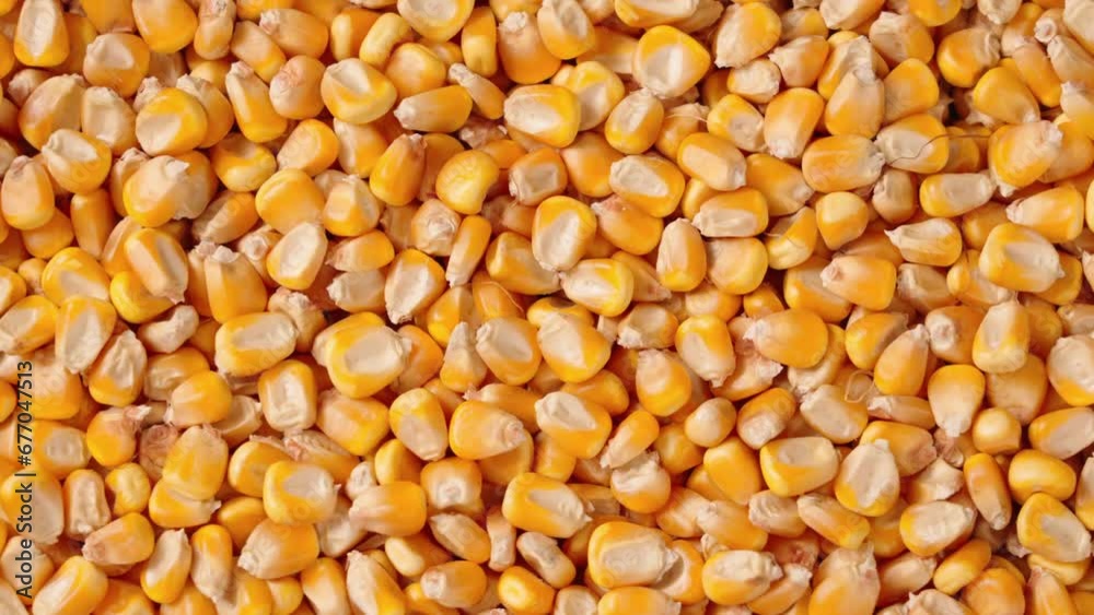 harvest organic grain yellow corn seed or maize background. harvest organic grain yellow corn seed or maize background.