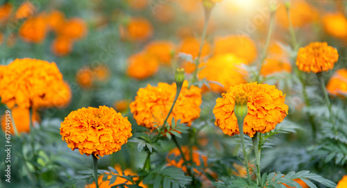 Marigold flowers blossom in the garden © xy