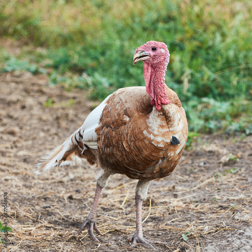 Fototapeta premium Adult brown and white turkey bird
