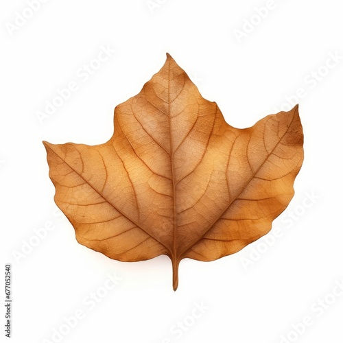 Botany dry autumn leaf isolated on white, Generative AI