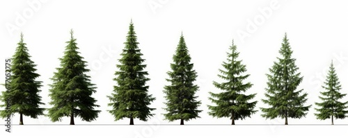 young conifer trees  set of beautiful plants  isolated on white background  Generative AI