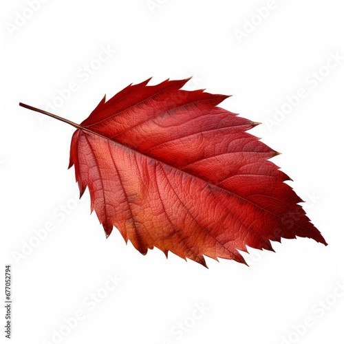 dry red fallen leaf isolated on white background png, Generative AI
