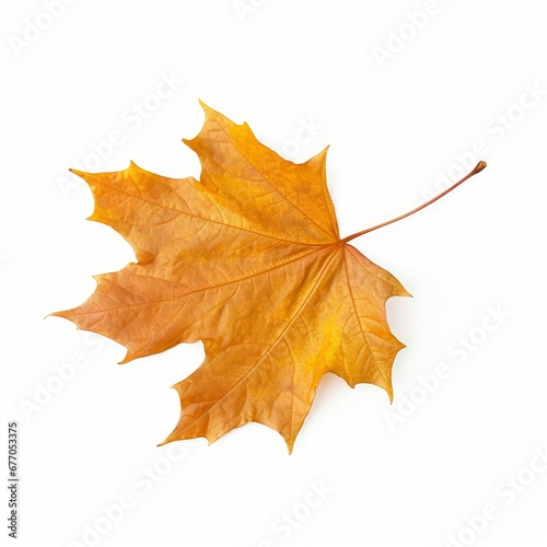 Botany dry autumn maple leaf isolated on white background, Generative AI