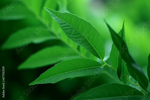 green leaves in nature