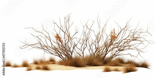 dry plants, desert scene cut-out, isolated on white background, Generative AI