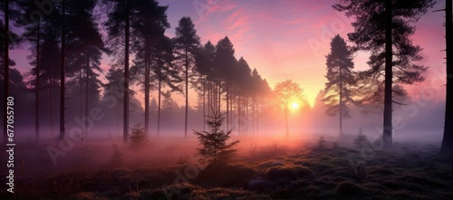 The Enchanting Glow of the Sun Through the Misty Forest © pham
