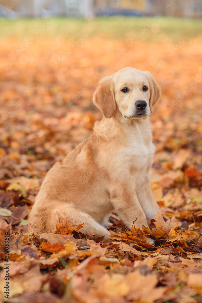 portrait of a dog puppy four months old golden labrador retriever in an autumn park with yellow and red leaves on a walk portrait of a dog puppy four months old golden labrador retriever in an autumn park with yellow and red leaves on a walk