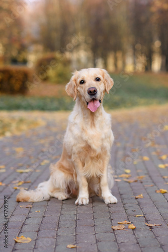 portrait of a old dog of the golden labrador retriever in an autumn park with yellow and red leaves on a walk