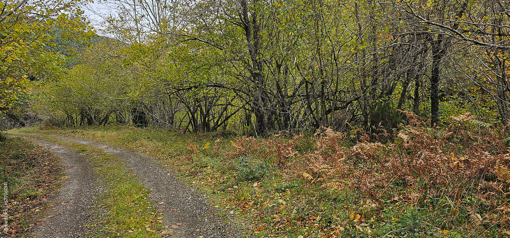 Autumn landscape in the forest
