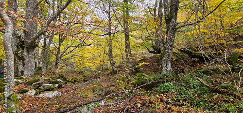 Autumn landscape in the forest 