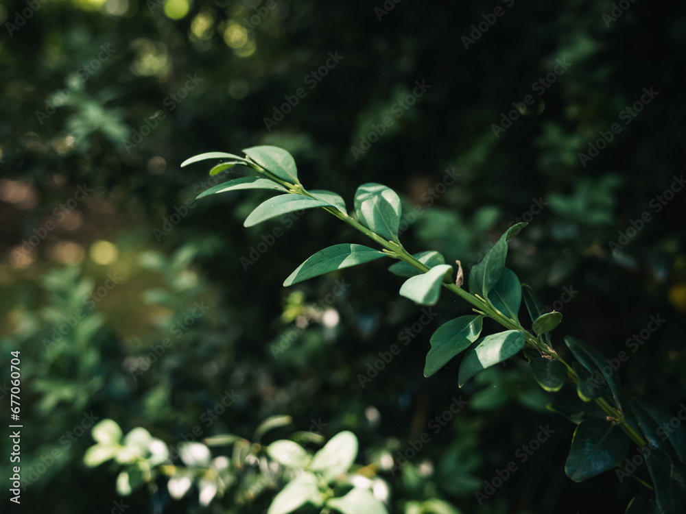 Obraz premium leaves in the garden