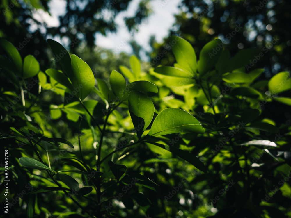 green leaves background green leaves background