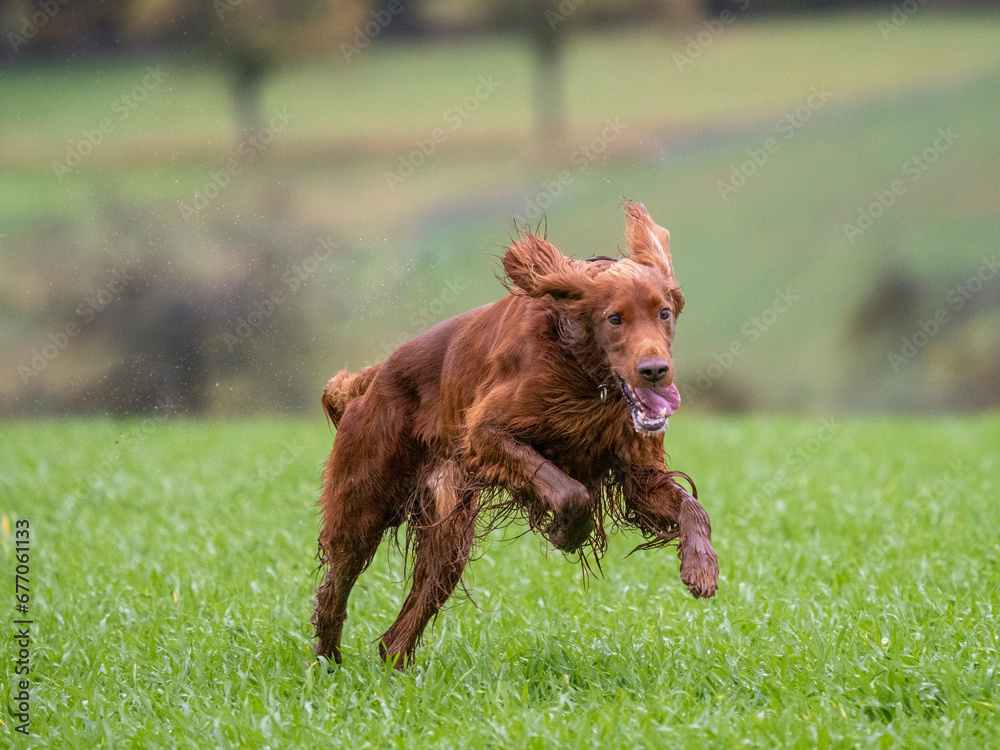 Irish Setter Irish Setter