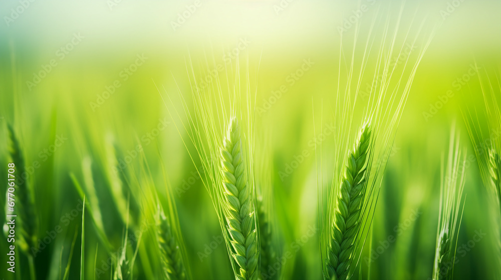 Green Ears Closeup: Fresh Organic Agriculture