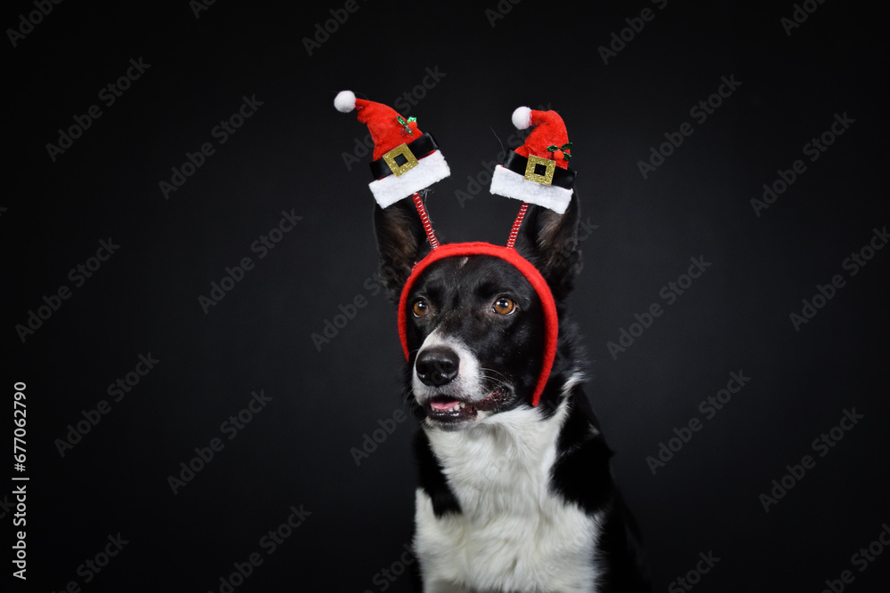 christmas photo of dog in photo studio with christmas hat. black background in photo studio. 
