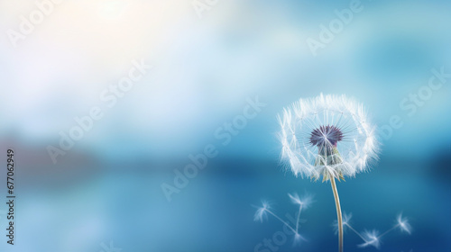 Macro Dandelion at Blue Background - Nature Photography Close-Up