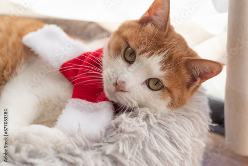 クリスマスの仮装をする猫 茶トラ白