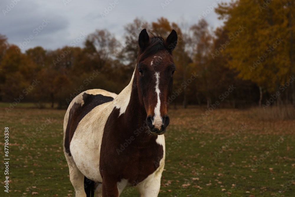 Portrait of dapplet horse standing in autumn landscape. Animal background Portrait of dapplet horse standing in autumn landscape. Animal background