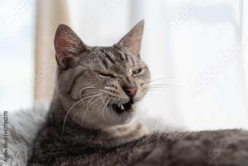 あくびをする猫 サバトラ猫