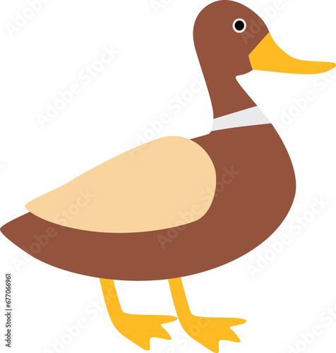 Duck bird illustration