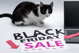 Biało czarny kot siedzi wokół napisów reklamujących black friday i wyprzedaże 