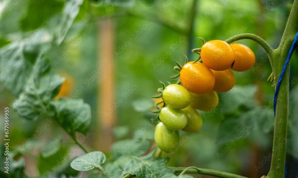 Many fresh farm Cherry tomato harvest at greenhouse ripe fresh smart vegetable farm industry concept.