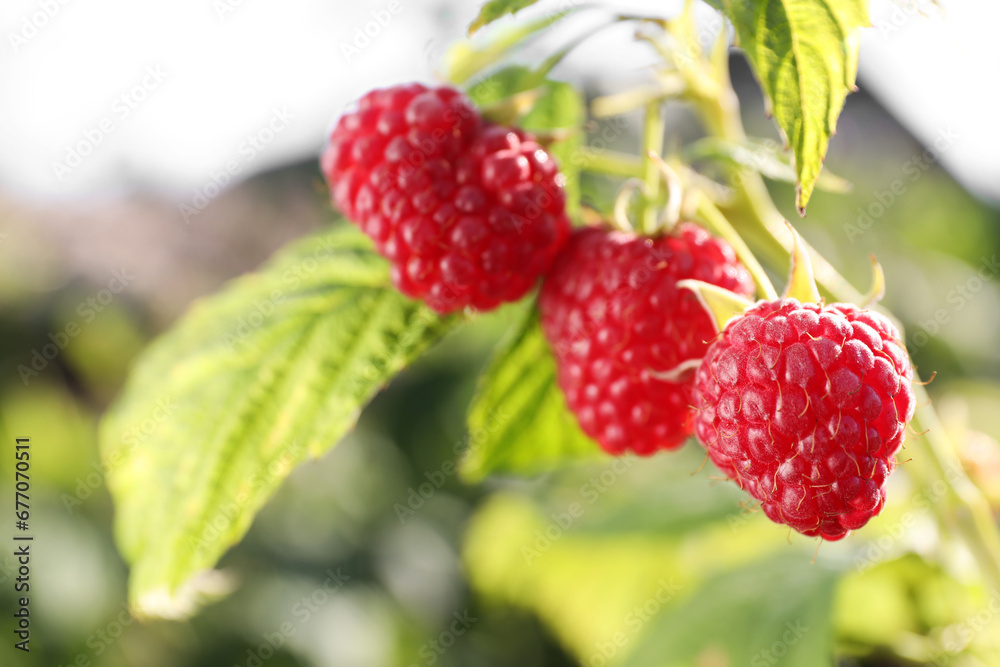 Red raspberries growing on bush outdoors, closeup. Space for text Red raspberries growing on bush outdoors, closeup. Space for text