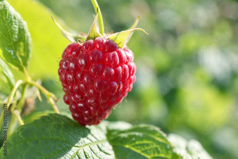 Red raspberry growing on bush outdoors, closeup. Space for text Red raspberry growing on bush outdoors, closeup. Space for text