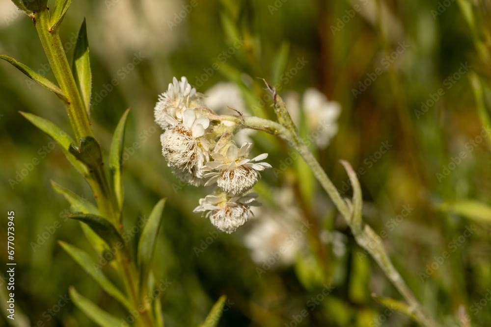 Mountain Everlasting (Antennaria dioica) in Bulgarian mountain Mountain Everlasting (Antennaria dioica) in Bulgarian mountain