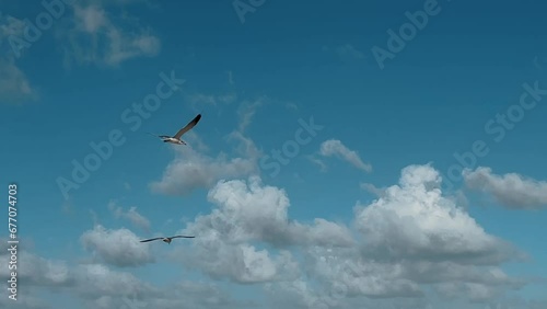 seagulls that fly against the sky with clouds