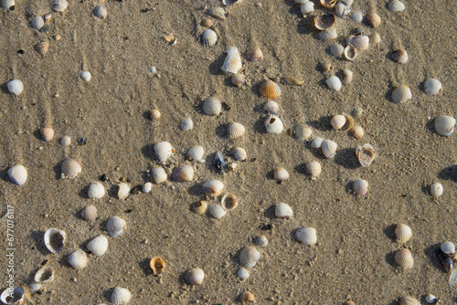 Muszelki w promieniach słońca na plaży w Międzyzdrojach