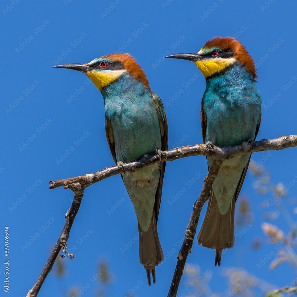 Obraz premium Bienenfresser (Merops apiaster)