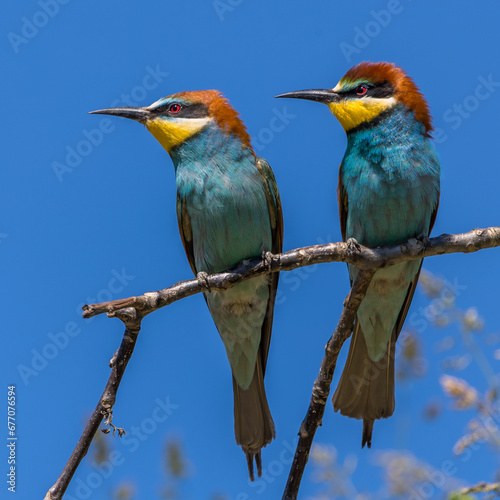 Bienenfresser (Merops apiaster) photo