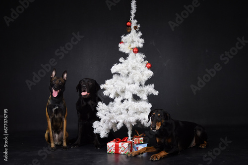 christmas photo of dogs in photo studio with white christmas tree. Black background in photo studio. 