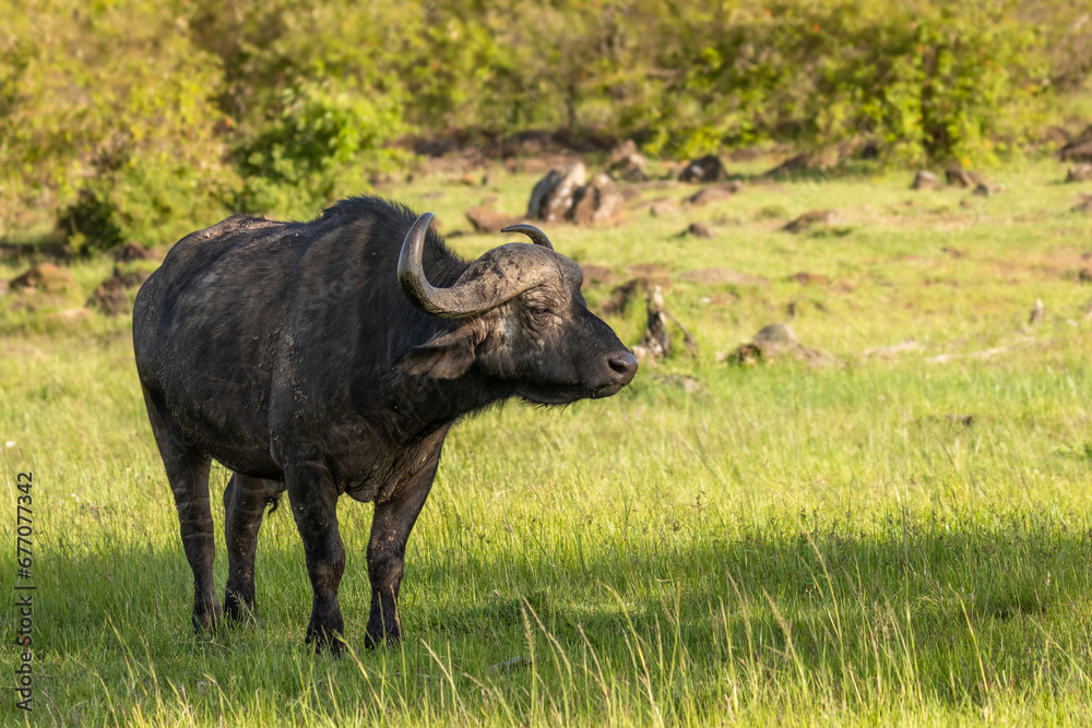 Male cape buffalo ( Syncerus caffer), Mara Naboisho Conservancy, Kenya.