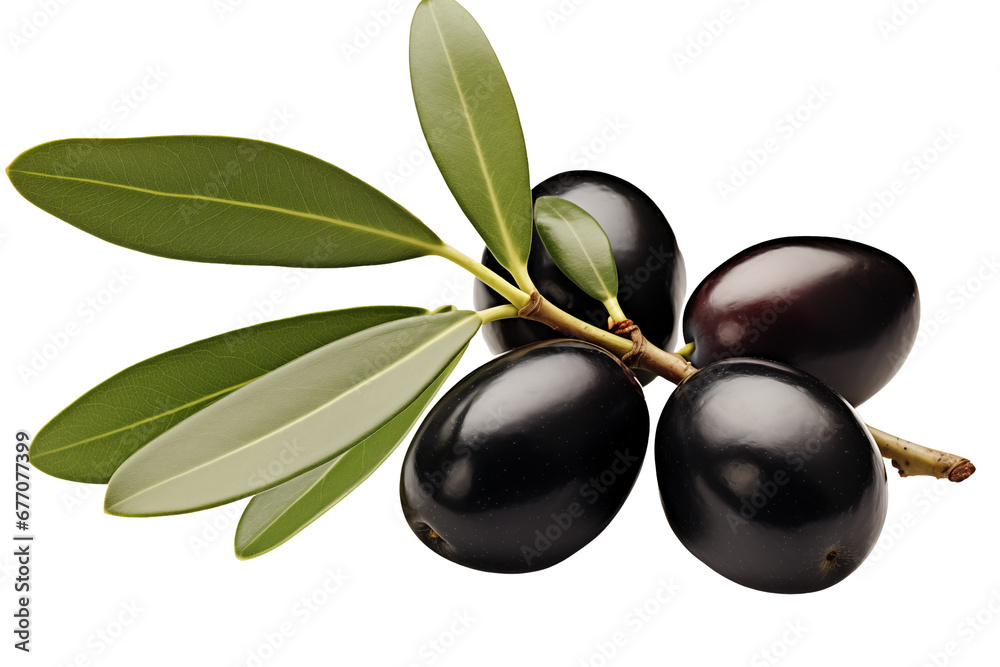 Olive twig with black olives on a transparent background