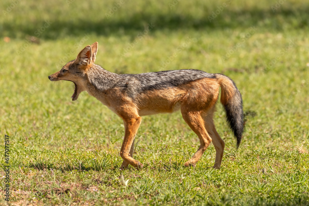 Black-backed jackal (Canis mesomelas) yawning, Mara Naboisho Conservancy, Kenya.
