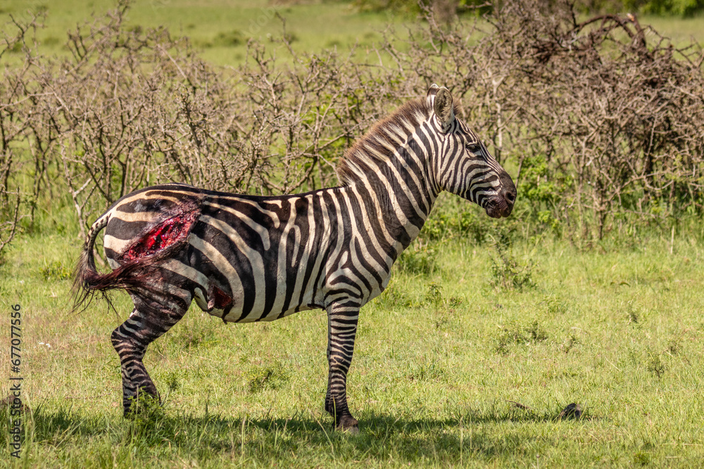 Plains zebra, equus quagga, equus burchelli, common zebra hurt after lion attack, Mara Naboisho Conservancy, Kenya. Plains zebra, equus quagga, equus burchelli, common zebra hurt after lion attack, Mara Naboisho Conservancy, Kenya.