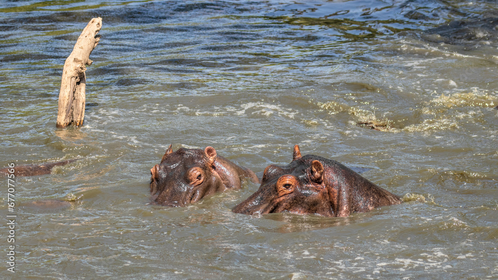 Fototapeta premium Two common hippopotamus (Hippopotamus amphibius), Mara Naboisho Conservancy, Kenya.