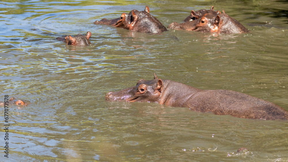 Fototapeta premium Pod of common hippopotamus (Hippopotamus amphibius), Mara Naboisho Conservancy, Kenya.