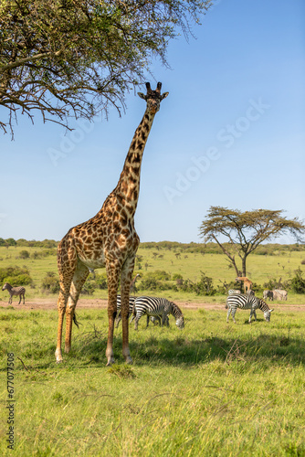 Male Masai giraffe  Giraffa tippelskirchi or Giraffa camelopardalis tippelskirchi  looking at the camera  Mara Naboisho Conservancy  Kenya.
