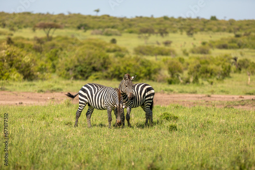 Plains zebra, equus quagga, equus burchelli, common zebra, Mara Naboisho Conservancy, Kenya.