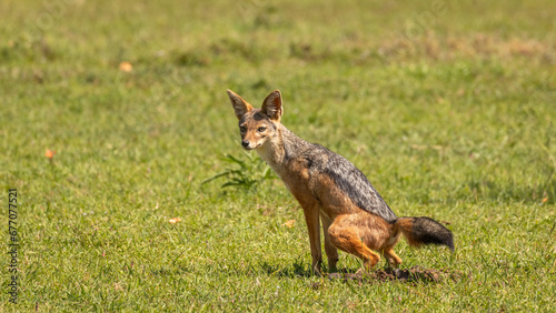 Fototapeta Naklejka Na Ścianę i Meble -  Black-backed jackal (Canis mesomelas) pooping, Mara Naboisho Conservancy, Kenya.