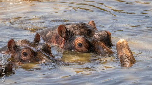 Two common hippopotamus (Hippopotamus amphibius), Mara Naboisho Conservancy, Kenya.